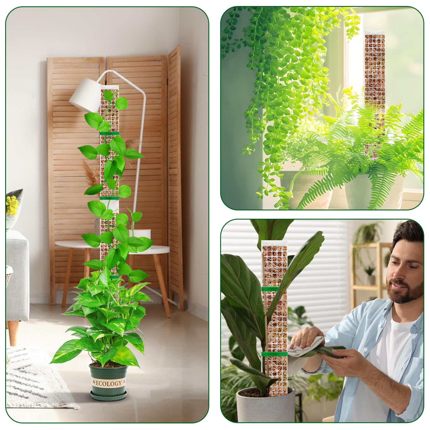 Plants Moss Pole Garden Subjec - Sphagnum Moss Dry review and price